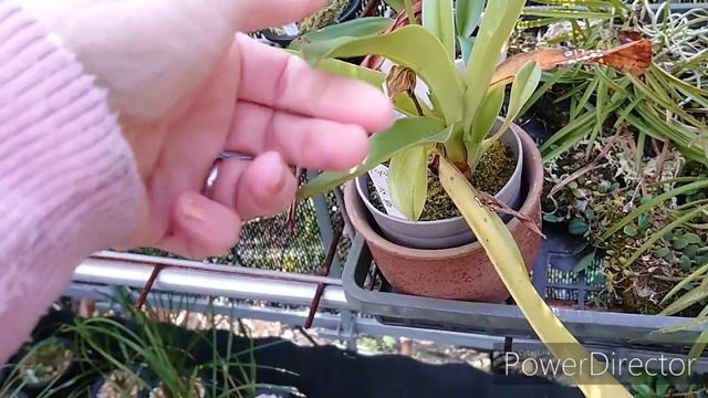 пафиопедилум зимующий на улице.パフィオぺディルム смотреть онлайн