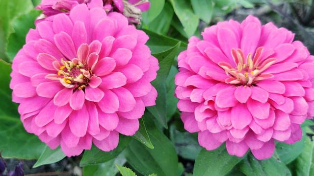 Zinnia, Jimsonweed, Petunia - Enjoy Beautiful Flowers смотреть онлайн