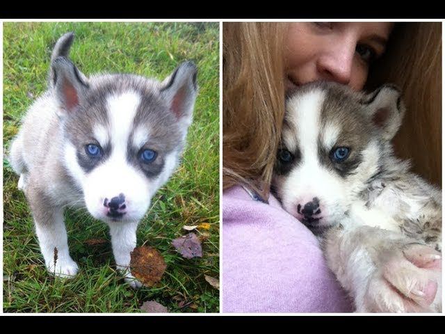 Щенок Хаски Подрос)) Husky Puppy