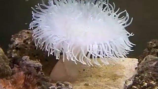 My Sea Anemone смотреть онлайн