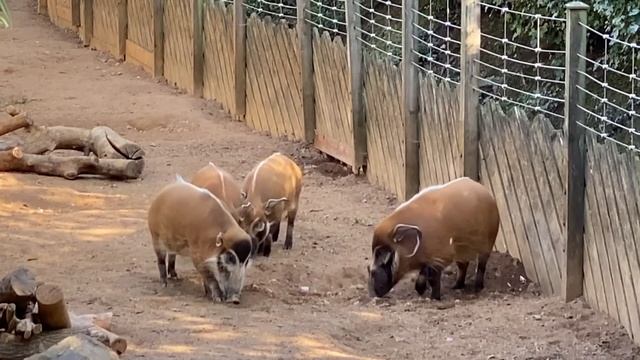 Часть 3 Интересные моменты в английском зоопарке. Кистеухая свинья или красная речная свинка Part смотреть онлайн