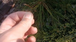 ВЫСОКАЯ КЛУМБА , ТУЯ ВИПКОРД.