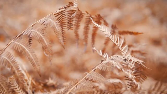 #Лес #Грибы #Осень смотреть онлайн