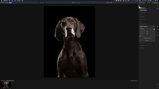 How to use Photoshop and Luminar to make a pet portrait pop! смотреть онлайн