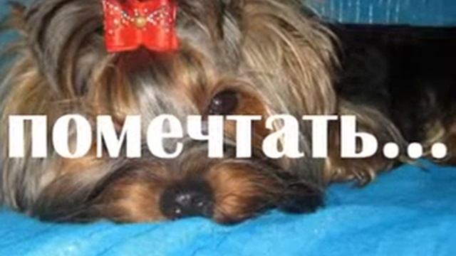 Форум сайта все йорки