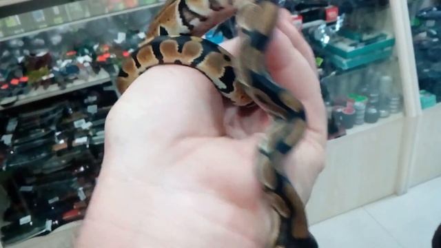 Королевская анаконда royal anaconda смотреть онлайн