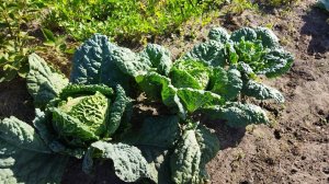 Капуста кольраби и савойская, наши впечатления от выращивания и какой получился урожай в 2023 году