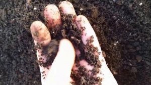 Как определить готовность биогумуса. Отличие торфа от биогумуса.  Вермикомпост. Биогумус