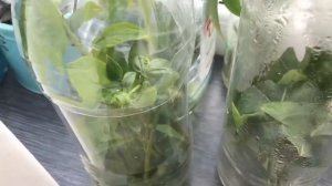 Размножаю маракуйю