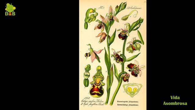 Orquídea abeja. Vida Asombrosa. смотреть онлайн