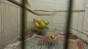 спаривание (неразлучники)