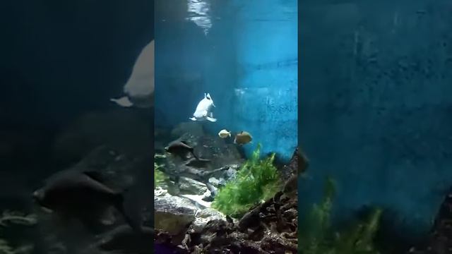 Аквариум Зоопарк Питер смотреть онлайн