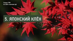 Низкорослые деревья для дачи. 10 самых популярных сортов для ландшафтного дизайна