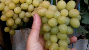 Сорт винограда"Валёк"