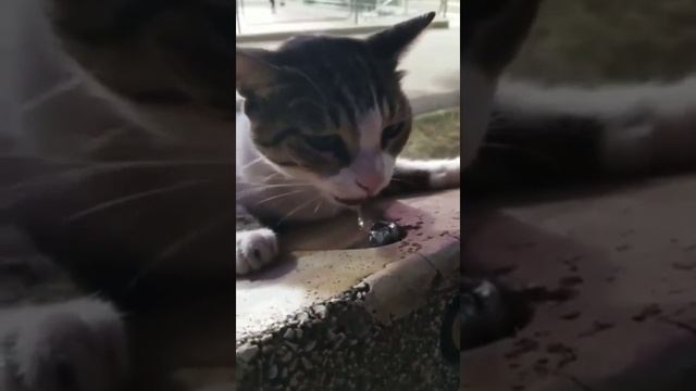 «Молодой человек, мне необходима ваша помощь» смотреть онлайн