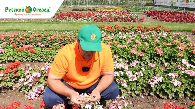 #ПЕЛАРГОНИЯ она же #ГЕРАНЬ. Выращивать ее просто если знать ЭТИ простые правила. смотреть онлайн