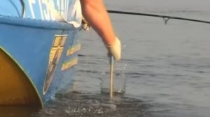 Диалоги о рыбалке  Ужение сома с квоком