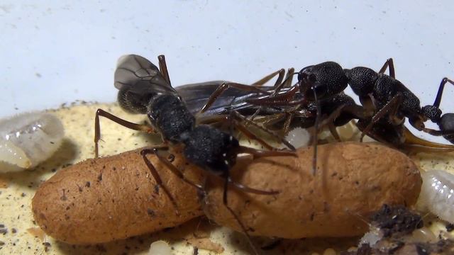 Крылатые матки (Harpegnathos Venator)