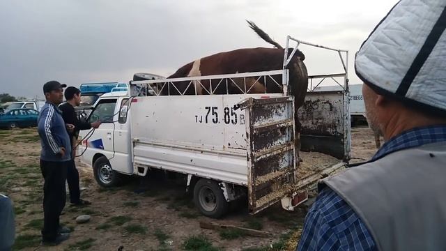 буккаи 1тонну300килло смотреть онлайн