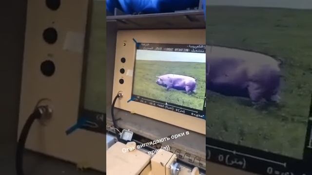 Свиня в Стугні  |  Як виглядають орки