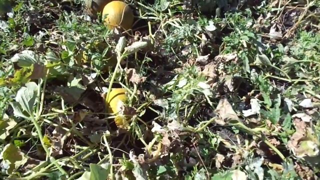 Дыня "Колхозница". Некрупные, но очень сладкие! смотреть онлайн