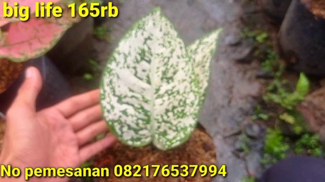 CUCI KANDANG || AGLONEMA LOKAL SUPER MURAH смотреть онлайн
