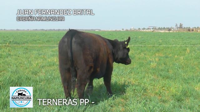CABAÑA NAMUNCURA - TERNERAS PP - смотреть онлайн
