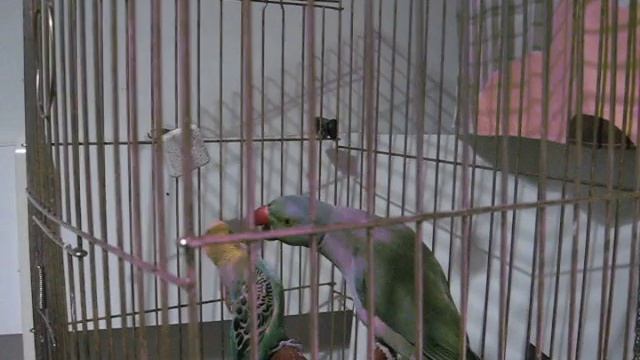Большой и маленький попугаи дружат! смотреть онлайн
