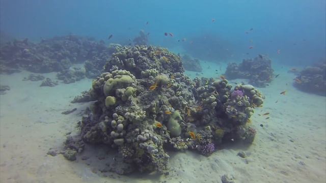 Fort Arabesque - Diving on the House Reef смотреть онлайн