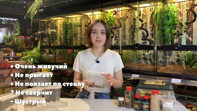Чем кормить насекомоядных рептилий? Основа рациона хищных ящериц и амфибий смотреть онлайн