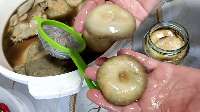 Домашнее разведение свиней