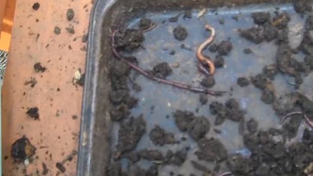 Perionyx excavatus or Eisenia fetida? смотреть онлайн