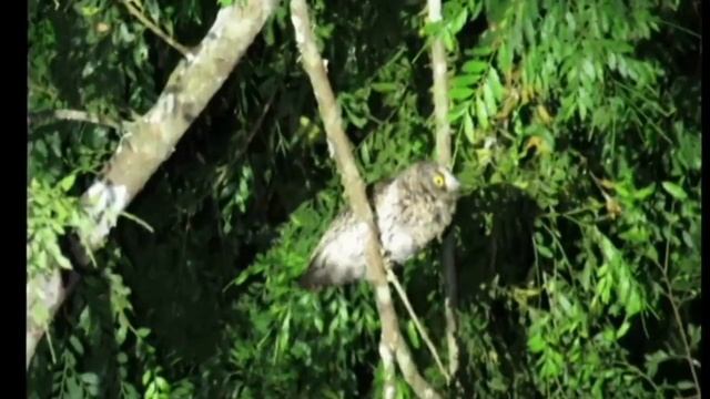 Mindanao Scops Owl (Otus mirus) rarest and smallest owl in the World SX60 by Ben Maputi смотреть онлайн