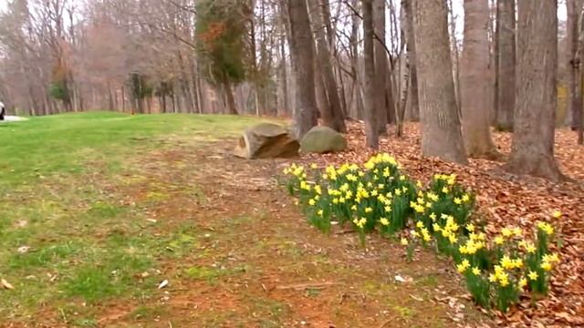 ???Нарциссы в весеннем лесу по дороге из Техаса в Северную Каролину смотреть онлайн