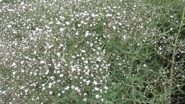Gypsophila Paniculata (šater Latnatý)