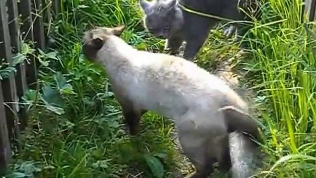 Битва сиамского и британца за территорию смотреть онлайн