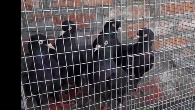 Бойные породистые Азербайджанские голуби бакинцы смотреть онлайн