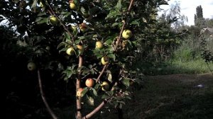 Яблоня Хани Крисп на даче - опыление 2020