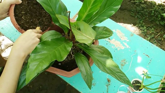 Best Plant for Indoors I Red Stalk Rainforest Anthurium: Repotting + Care Tips смотреть онлайн