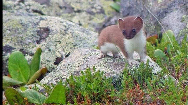 Экологические проблемы озера Байкал! смотреть онлайн