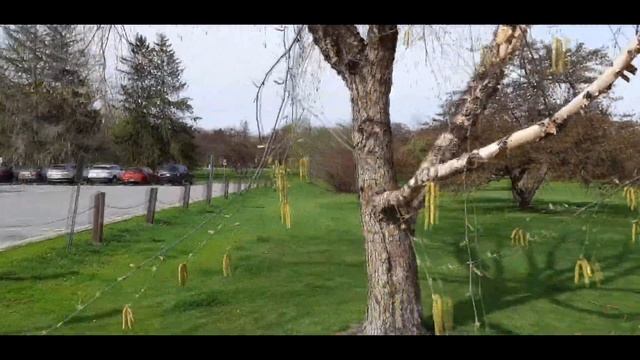 Канадские березы смотреть онлайн