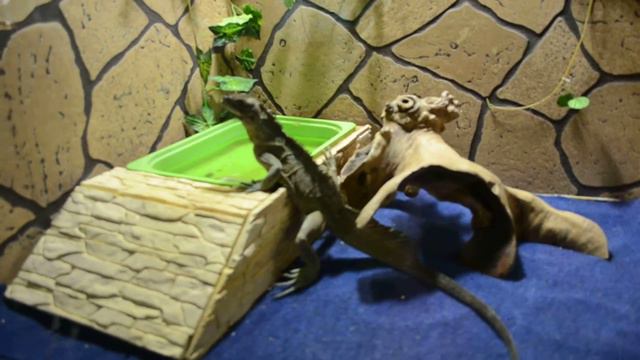 Агама, мини-зоопарк в г. Геленджик смотреть онлайн