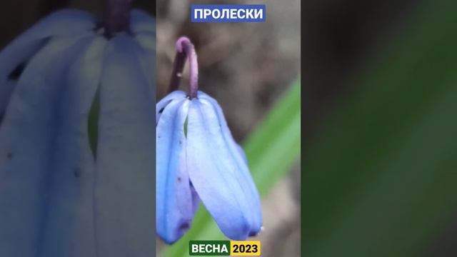 Пролески, весна 2023 #shorts #scilla смотреть онлайн
