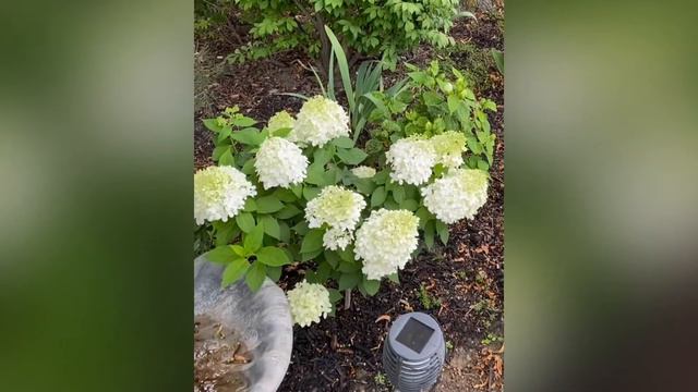 Hydrangeas（绣球花）：无尽夏（Endless Summer® BloomStruck),蕾丝绣球(Twist-n-Shout), 圆锥绣球(Limelight Panicle )等的开花纪 смотреть онлайн