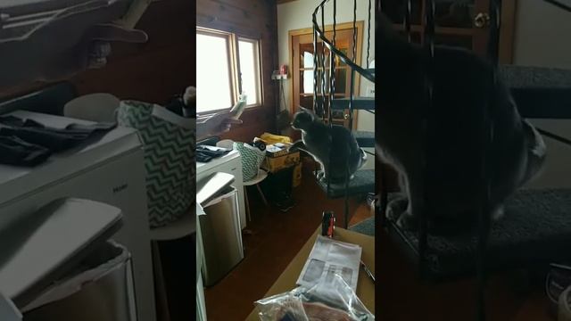 Just a fat cat begging for butter? смотреть онлайн