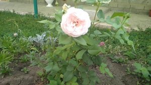 Как выбрать место для посадки роз.Роза Гартентрауме из Гаршинки.