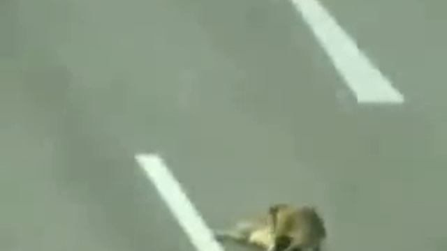 Dog rescued dog смотреть онлайн