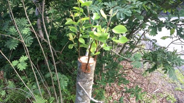 Grafting Pear (Pyrus communis) onto Rowan (Sorbus aucuparia) смотреть онлайн