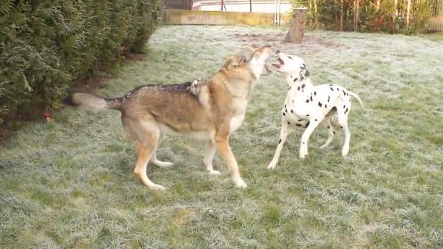 chien-loup tchécoslovaque et dalmatien - Action 5 смотреть онлайн