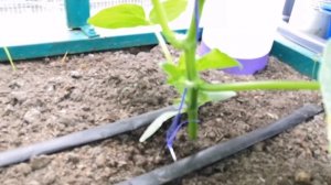 Как удалить пасынки у огурца | Супер шпаргалка